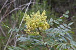 Shining sumac